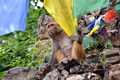 Monkey playing with Buddhist prayer flag - PhotoDune Item for Sale