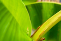 Bud of a new banana leaf, rolled up on itself. - PhotoDune Item for Sale