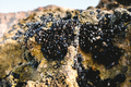 Small mussels on rocks on the shoreline, closed at low tide. - PhotoDune Item for Sale