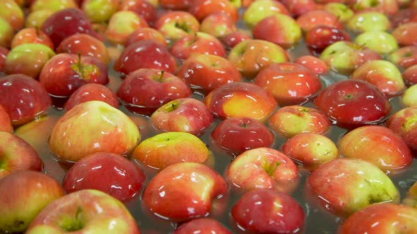 Washing Apples on the Conveyor