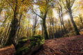 Beech forest in autumn, trees in backlight - PhotoDune Item for Sale