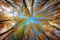 Beech trees forest - PhotoDune Item for Sale
