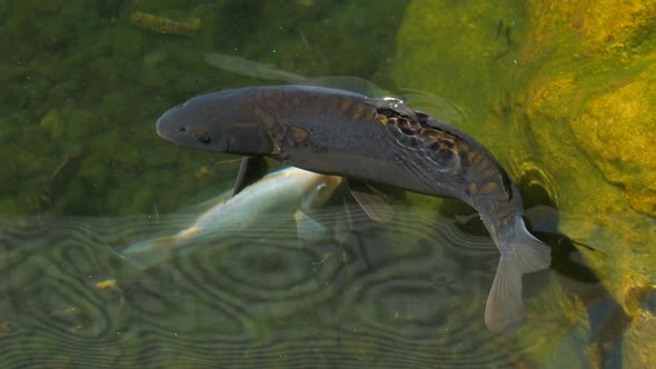 Koi fish (nishikigoi), colored variety of the Amur carp originating from Japan