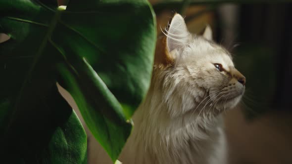 Blue Eyed Cat Basks Next to Green Plant in Sunlight