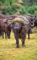 Cape Buffalo Bull in Kenya - PhotoDune Item for Sale
