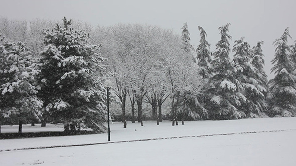 Snowy View