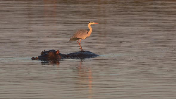 Grey Heron Standing On A Submerged Hippo