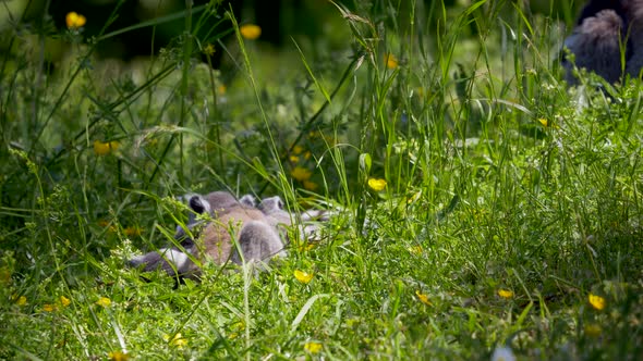 Wild lemurs babies playing together and fighting each other in high grass field during sun,close up.