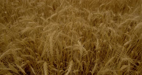 Ears of Wheat Moving from The Wind in A Wheat Field.