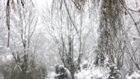 Snowy Tree