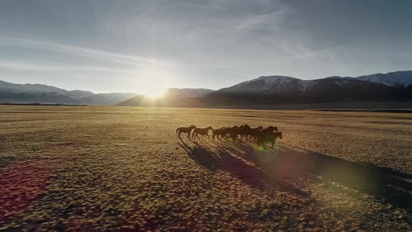 Horses Running Free in Meadow with Snow Capped Mountain Backdrop