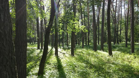 Trees in the Forest By Summer Day