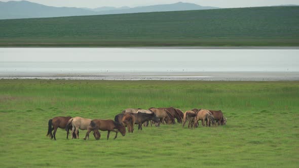 Free Herd of Wild Horses in Great Lakeside Meadow in Asia