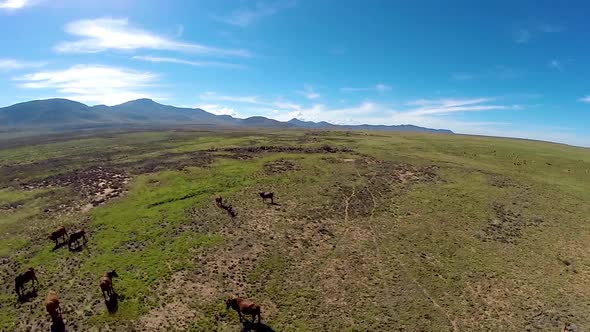 Karoo livestock farm