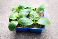Pots with zucchini seedling - PhotoDune Item for Sale