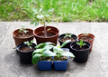 Pots with vegetable seedling - PhotoDune Item for Sale