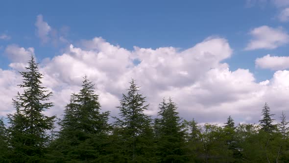 Pine Trees And Cloudy Blue Sky