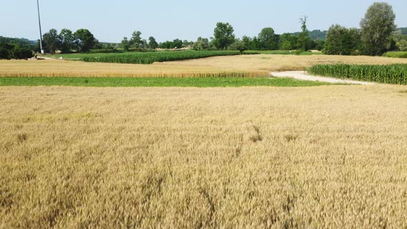 Wheat and Corn Mixed Cereal Agriculture Cultivation Fields