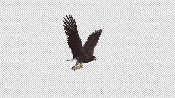 Eurasian White Tail Eagle With Fish - Flying Loop - Side Angle