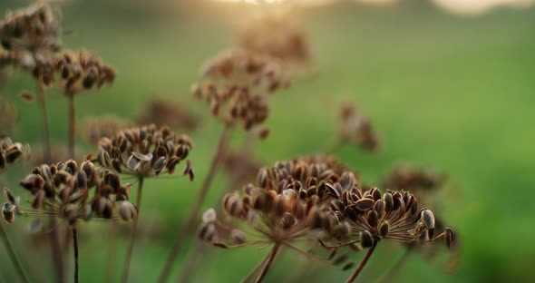 Dill, Caraway, Cumin, Dry, Ingredient, Green, Seeds on a Bright Green Background, Summertime