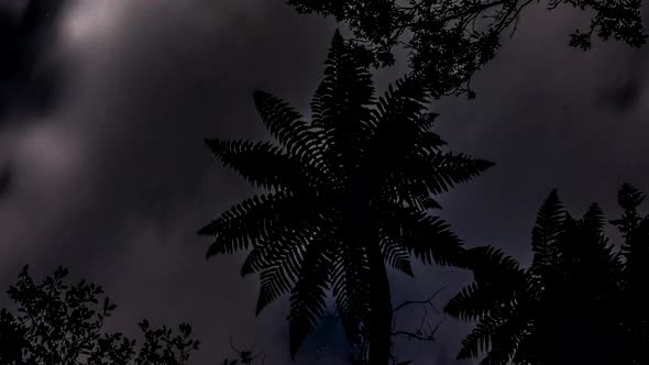 Night sky in rainforest