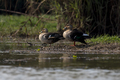 Spot billed duck birds  - PhotoDune Item for Sale