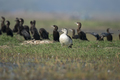 Knob billed duck bird resting  - PhotoDune Item for Sale