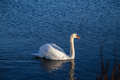 swan on lake - PhotoDune Item for Sale