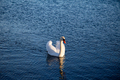 Swan on the Lake - PhotoDune Item for Sale