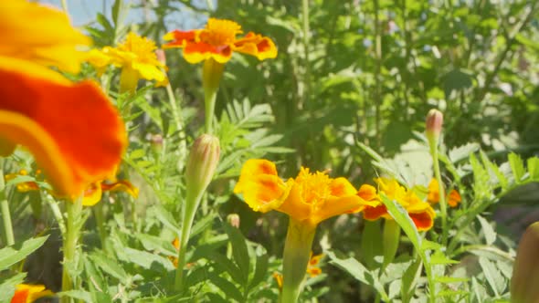 Bright yellow flowers on a Sunny day.