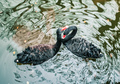 Two black swans in a pond - PhotoDune Item for Sale