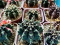 cactus - PhotoDune Item for Sale