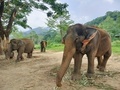 elephant - PhotoDune Item for Sale