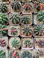cactus - PhotoDune Item for Sale