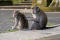 Portrait of two monkeys sitting at Sangeh Monkey Forest, Bali, Indonesia - PhotoDune Item for Sale