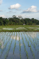 A ricefield in Bali, Indonesia with blue sky and clouds - PhotoDune Item for Sale