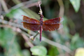 Close-up of a red colored dragon fly sitting on a branch in Bali, Indonesia - PhotoDune Item for Sale