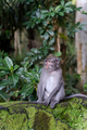 Portrait of one monkey at Sangeh monkey forest in Bali near Ubud village. Indonesia - PhotoDune Item for Sale