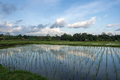 A ricefield in Bali, Indonesia with blue sky and clouds - PhotoDune Item for Sale