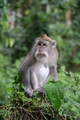 Portrait of one monkey at Sangeh monkey forest in Bali near Ubud village. Indonesia - PhotoDune Item for Sale