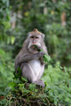 Portrait of a monkey eating at Sangeh monkey forest in Bali near Ubud village. Indonesia - PhotoDune Item for Sale