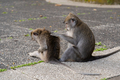 Two monkeys picking lice from each other at Sangeh Monkey Forest, Bali, Indonesia - PhotoDune Item for Sale