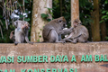 Portrait of three monkeys sitting at Sangeh Monkey Forest, Bali, Indonesia - PhotoDune Item for Sale