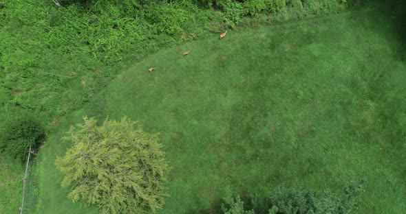 Back yard a mother and her two fawns meander hidden from all but a drone.