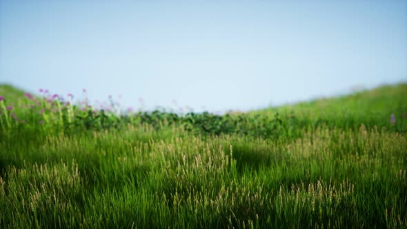 Field of Green Fresh Grass Under Blue Sky