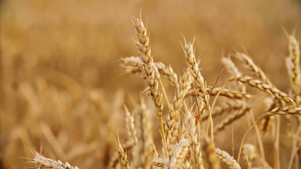 Wheat Harvest Field