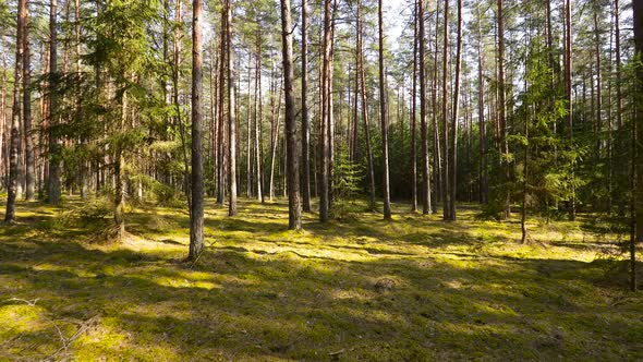 Pine Forest