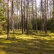 Pine Forest - VideoHive Item for Sale