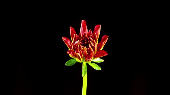 Time lapse of a beautiful dahlia opening up