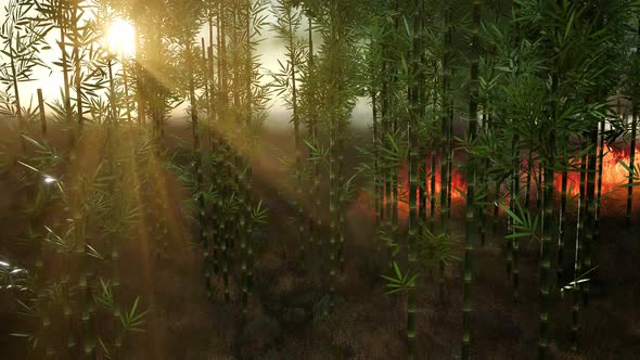 Wind Blowing on a Flaming Bamboo Trees During a Forest Fire